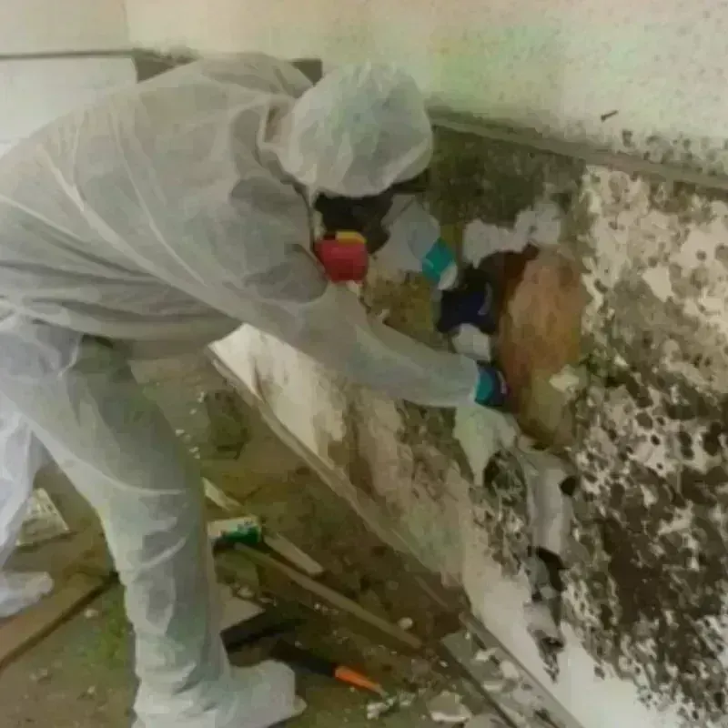 Mold Remediation and Removal in Murphy, TX